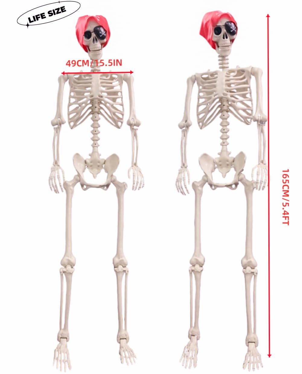Life Size Posable Skeleton Decoration R573
