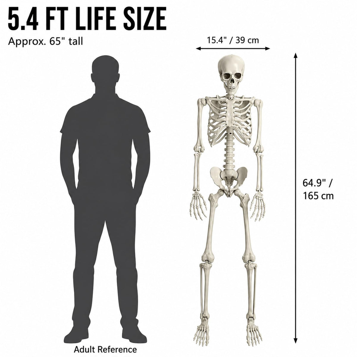 Life Size Full Body Skeleton Prop T951
