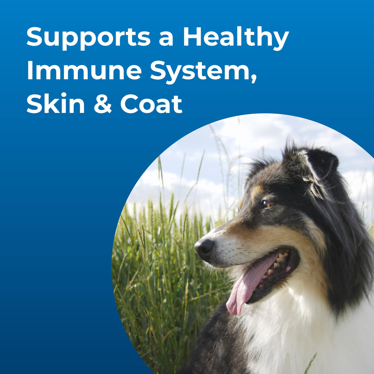 High Calorie Liquid Nutritional Supplement for Dogs & Puppies V8706
