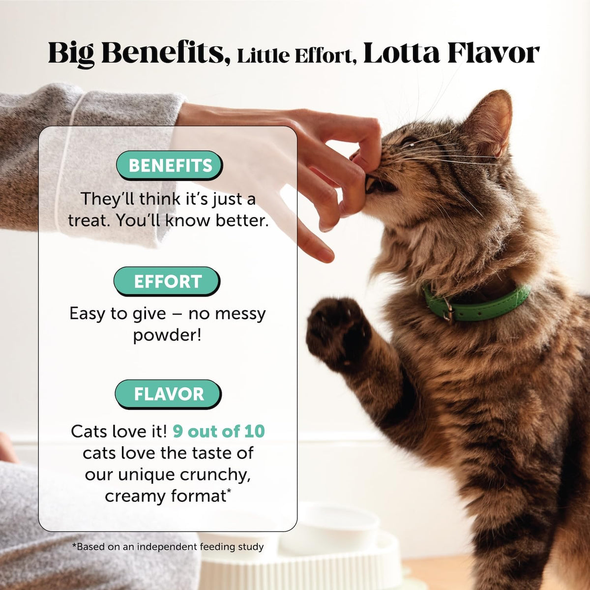 Cat Teeth Cleaning Bites O98263