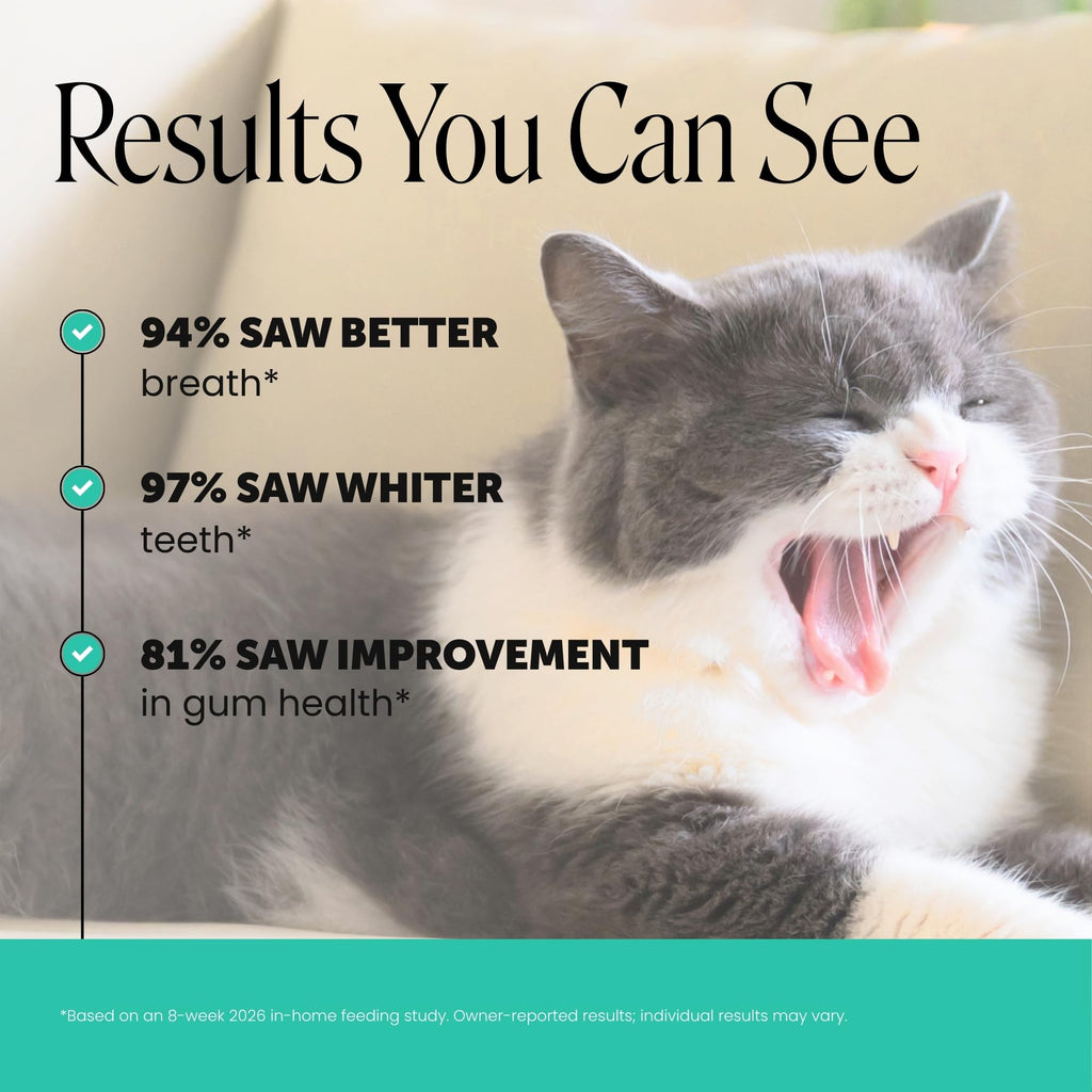 Cat Teeth Cleaning Bites O98263